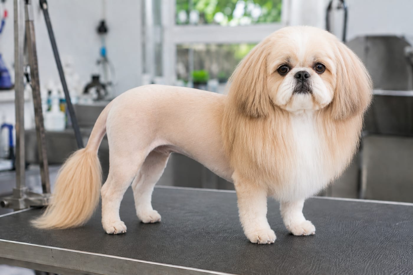 The same shih tzu in a lion cut, body and hindquarters clipped short with a full mane left around the head, neck and chest and a plume left at the tail