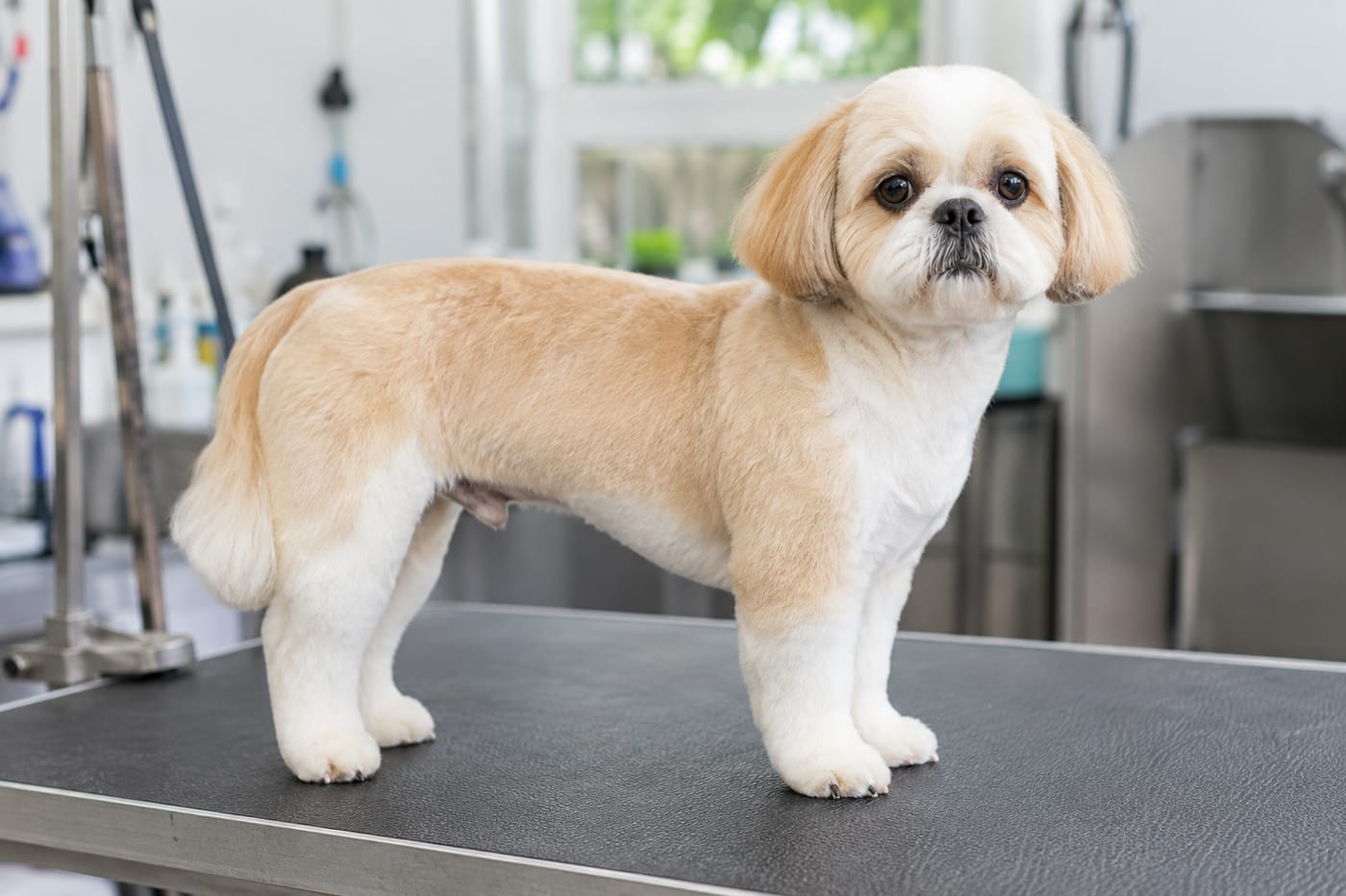 A gold and white shih tzu in a puppy cut, the coat clipped to an even short length over the body and legs with a short round face and clear eye corners