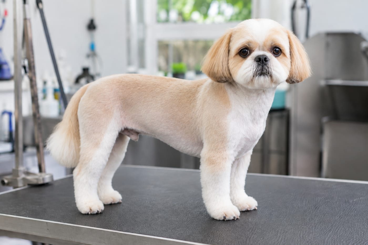 The same shih tzu in a summer cut, the body clipped short and close with the coat lying flat and the outline of the body visible